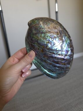 Large New Zealand Paua Polished Abalone Rainbow Trophy Shell